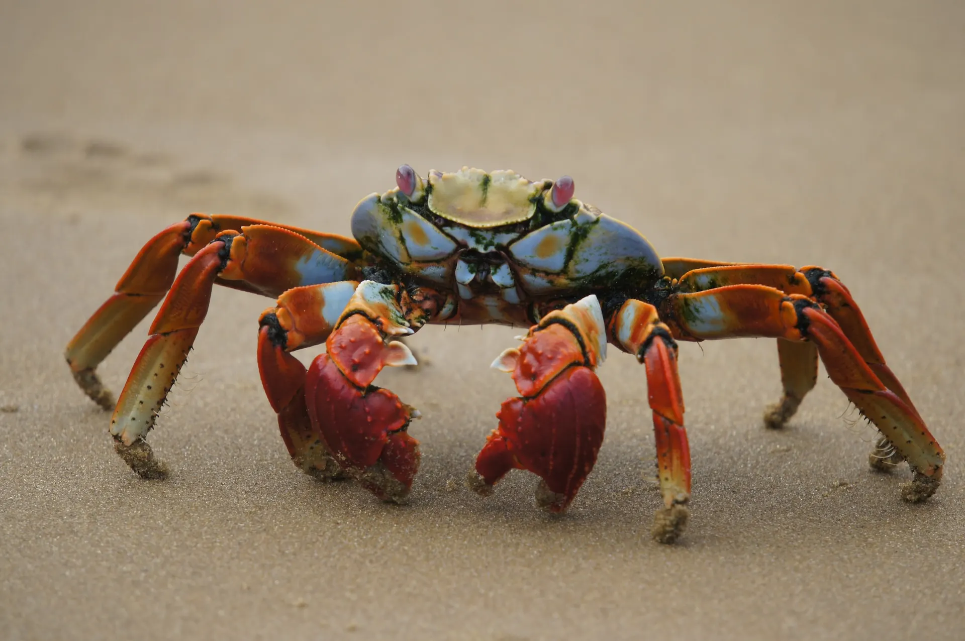 A crab