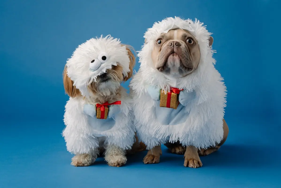 Dogs in funny costumes